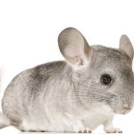 Chinchilla - Haustiere-Lexikon.com