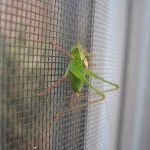 Fliegenschutzgitter