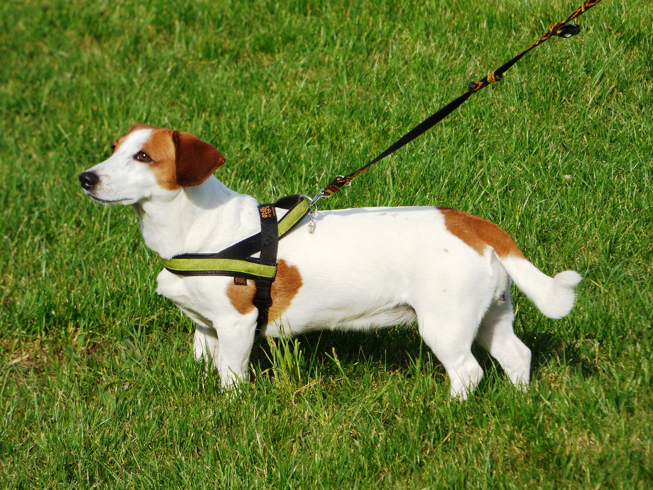 Hund zieht an der Leine was tun?