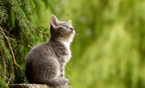Katzenfilme