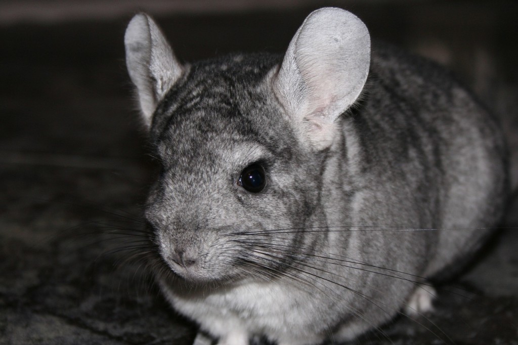 Chinchilla kaufen - Haustiere-Lexikon.com