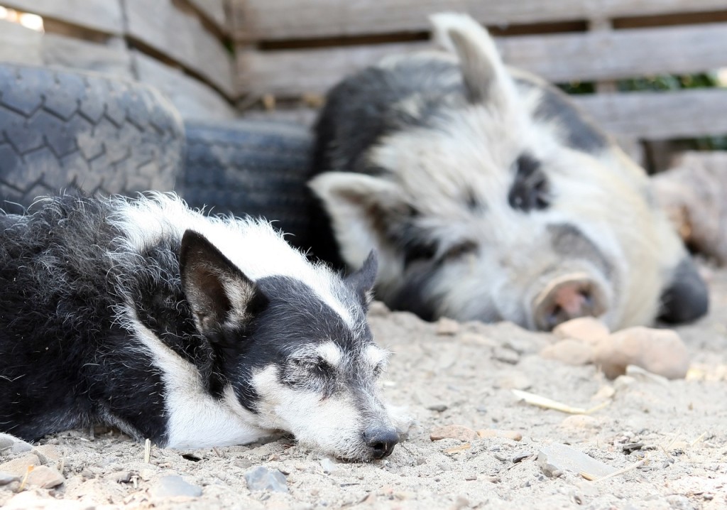 Tierheime in SchleswigHolstein Nordfriesland