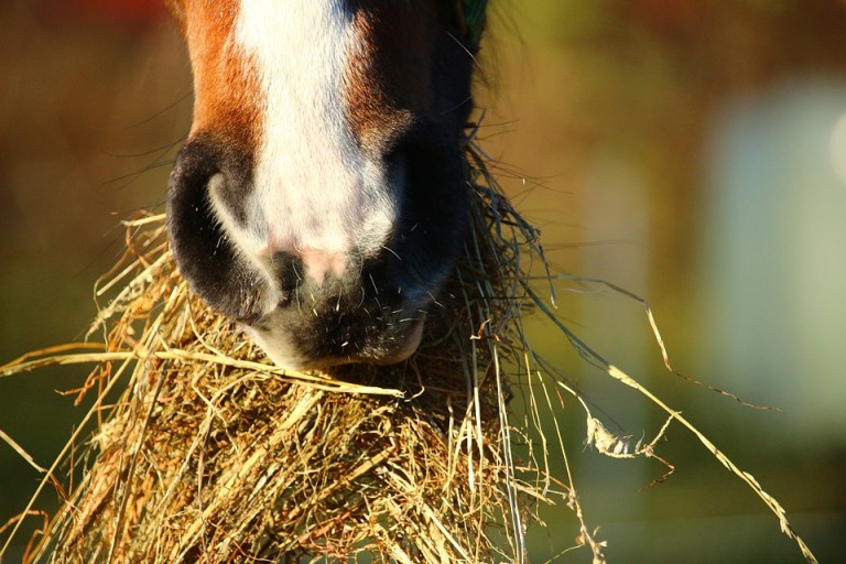 Was kostet ein Pferd? - Haustiere-Lexikon.com