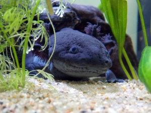 Einen Axolotl als Haustier - Haustiere-Lexikon.com