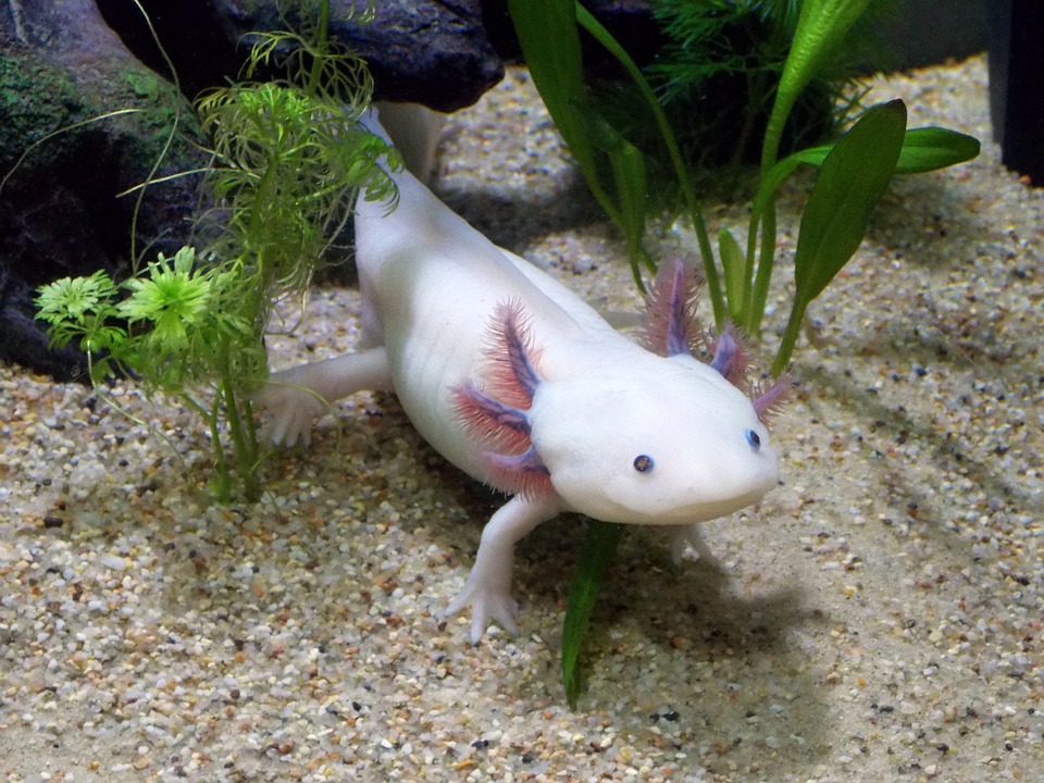 Einen Axolotl als Haustier - Haustiere-Lexikon.com