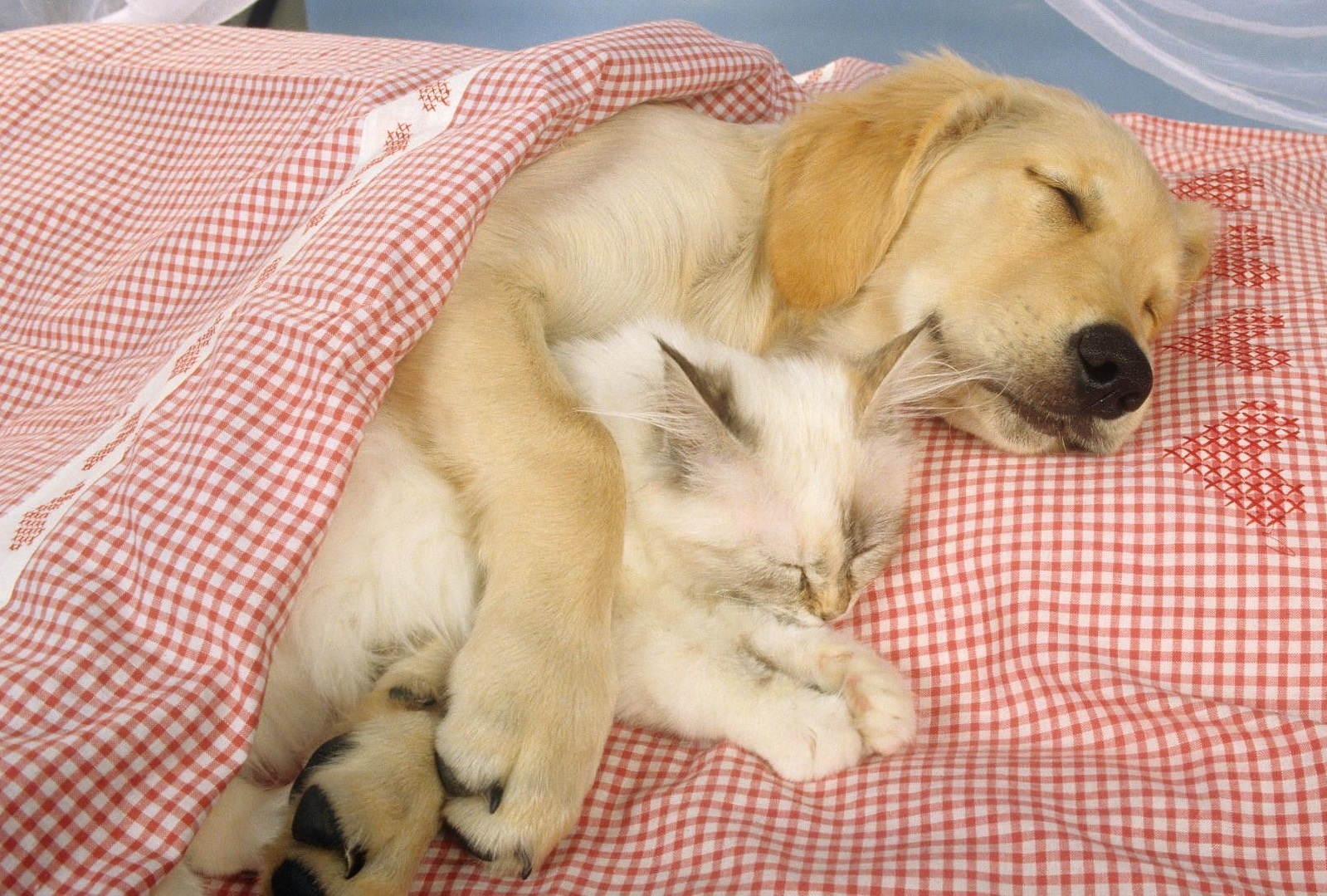 Gehören Hund und Katze mit ins Bett?