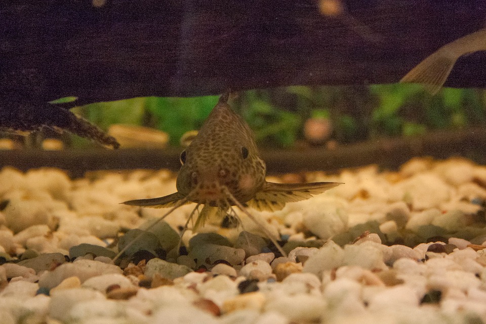 Welse im Aquarium halten - Haustiere-Lexikon.com