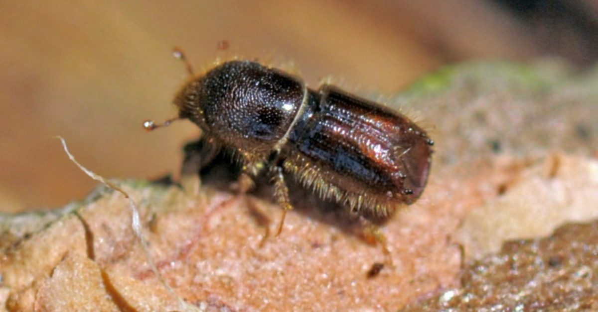 Der Borkenkäfer Eine Gefahr für unseren Wald Haustiere Lexikon