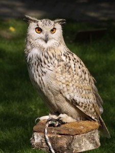 eagle-owl-377192_960_720