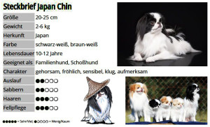 Der Japan Chin - Haustiere-Lexikon.com