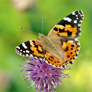 vanessa-cardui-1568926_960_720