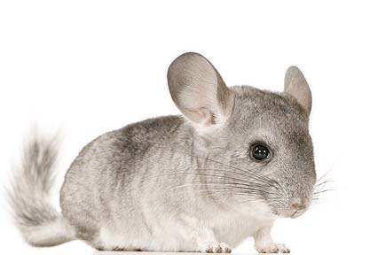 Chinchilla - Haustiere-Lexikon.com