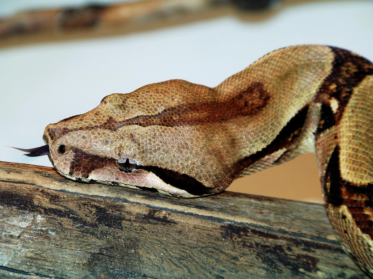 Boa constrictor - Haustiere-Lexikon.com