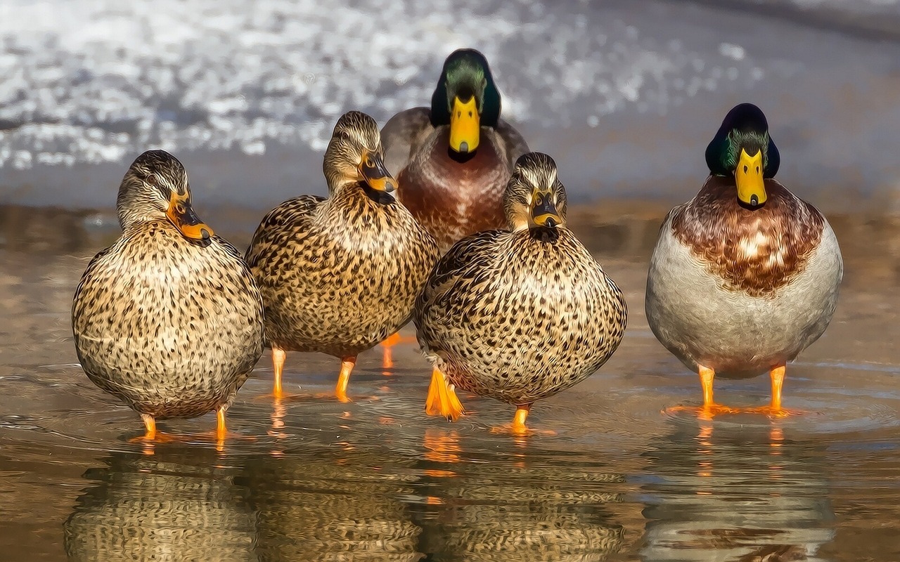 Was fressen Enten? - Haustiere-Lexikon.com