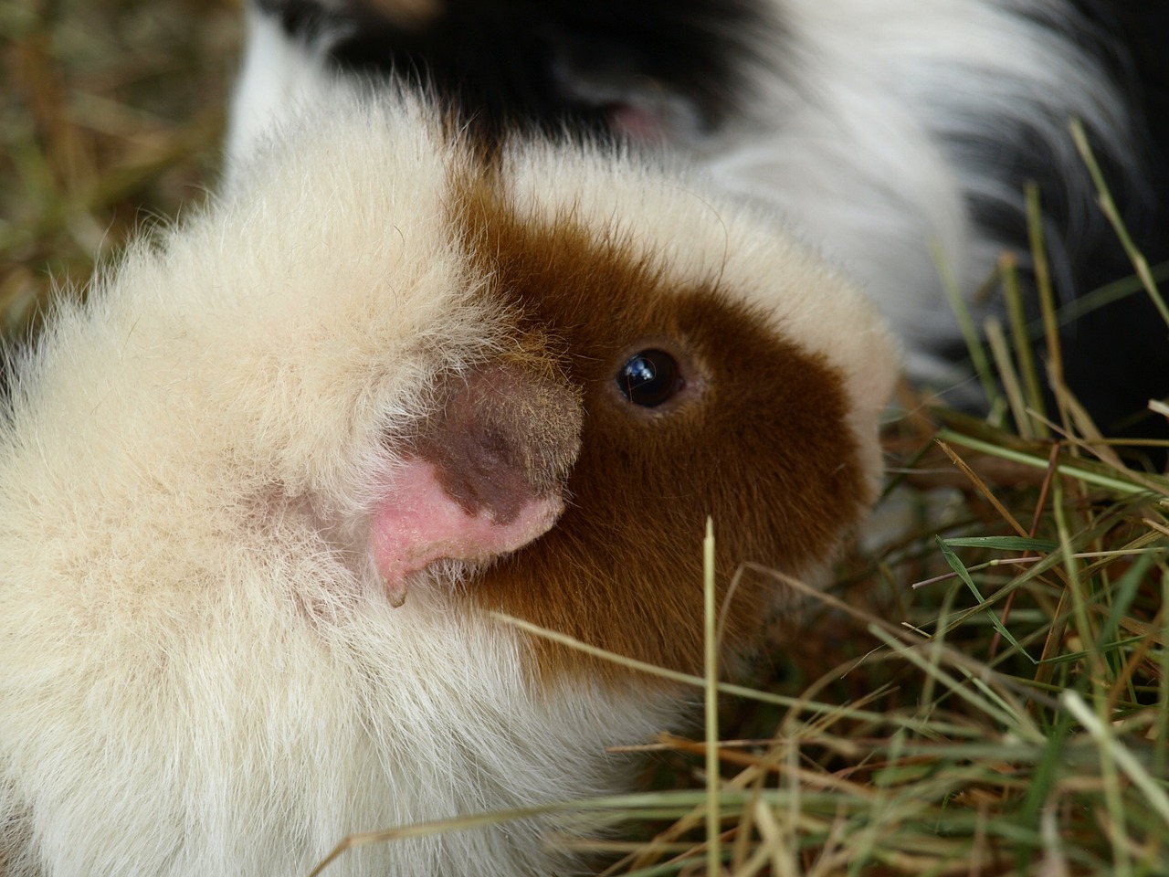 Kleine Haustiere - tierische Mitbewohner für die ...