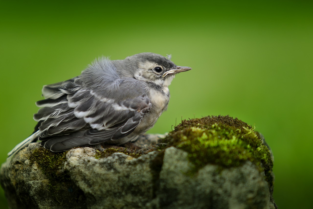 Garten vogelfreundlich gestalten 6 Tipps Haustiere