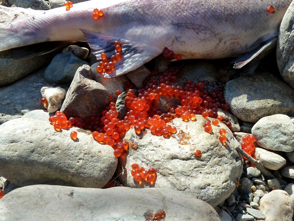 Fische züchten: So sorgst du dafür dass deine Fische sich vermehren