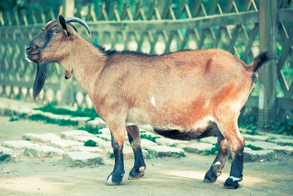 Die Ziege - Das meckernde Nutztier - Haustiere-Lexikon.com