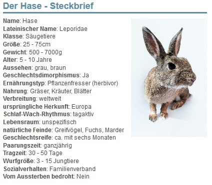 01 Der Hase - Steckbrief - Haustiere-Lexikon.com