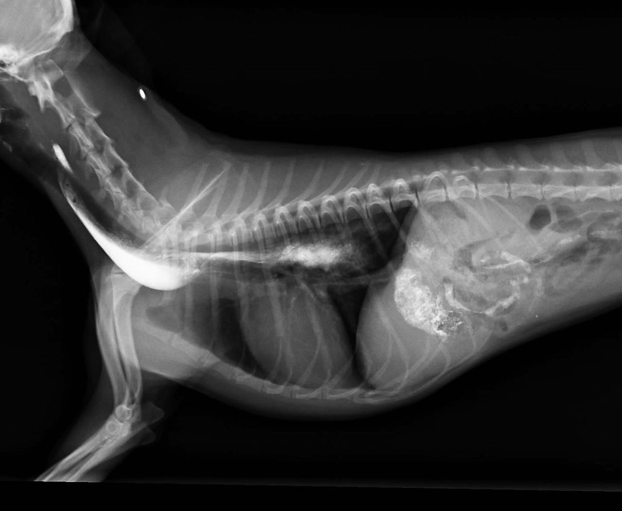 röntgenbildzeigtmithilfedekontrastmittelsdenmegaösophagus