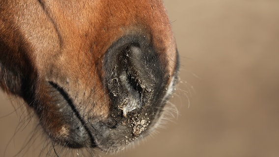 Tierischer Herpes Virus galoppiert durch österreichische Pferdeställe